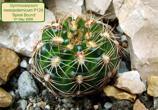 Gymnocalycium_ mesopotamicum _P124 'Spiral Bound' 01